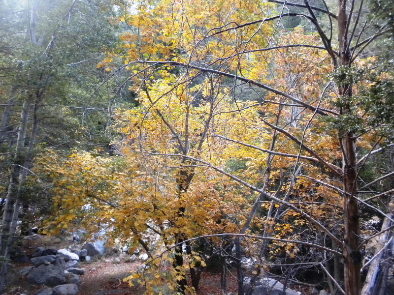 Timber101710 028.jpg